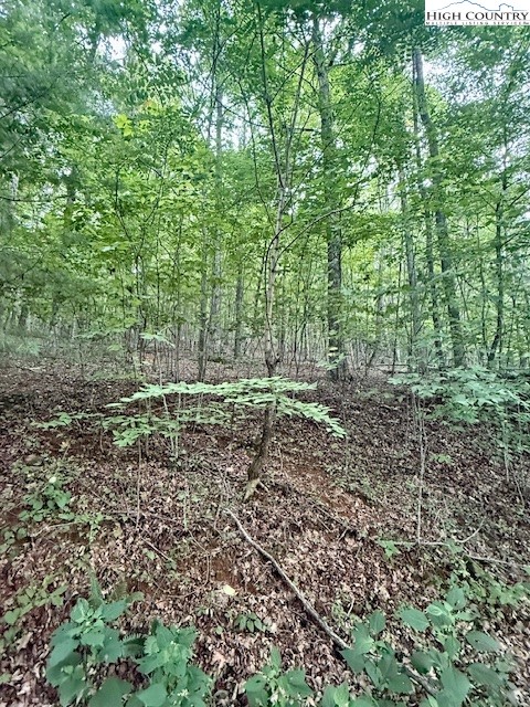 Winter Street Jefferson, NC 28640 - Photo 13 of 18 a view of a yard with a trees