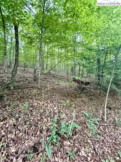 Winter Street Jefferson, NC 28640 - Photo 16 of 18 a view of a forest with trees