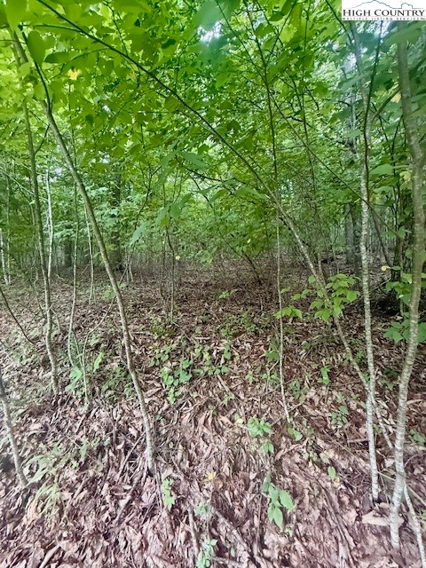 Winter Street Jefferson, NC 28640 - Photo 17 of 18 a view of a forest with plants and a bench