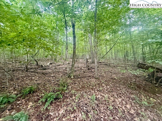 Winter Street Jefferson, NC 28640 - Photo 2 of 18 a view of a forest with trees in the background