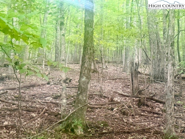 Winter Street Jefferson, NC 28640 - Photo 3 of 18 a view of a yard with plants and wooden fence