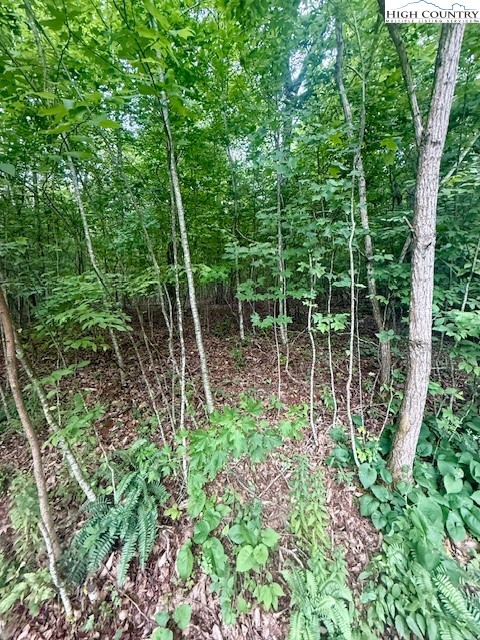 Winter Street Jefferson, NC 28640 - Photo 5 of 18 a garden view with large trees