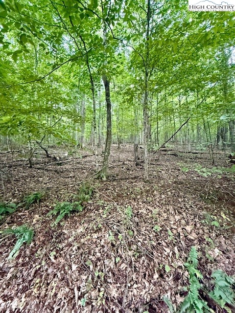 Winter Street Jefferson, NC 28640 - Photo 7 of 18 a view of a yard with plants and trees