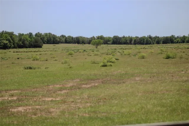 a view of a field with grass and plants