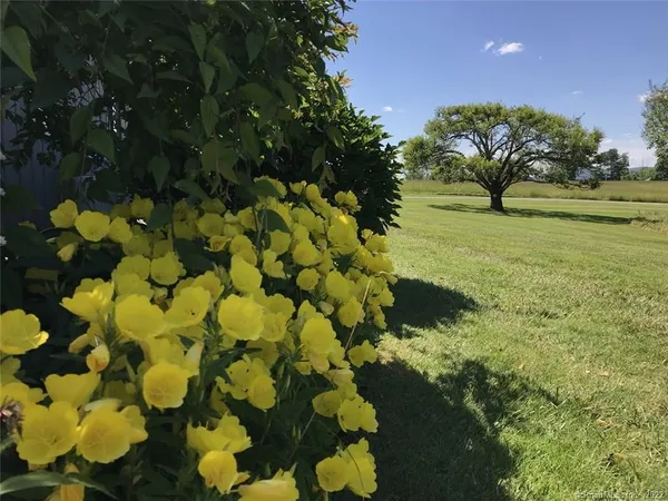 a view of yard with flower and trees