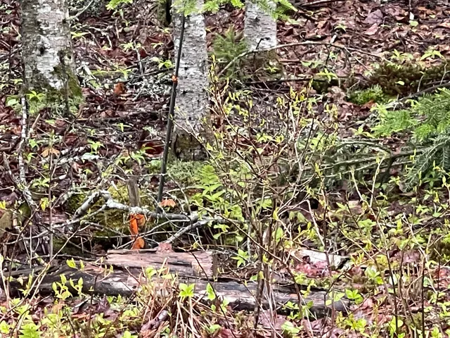 $104,999 | Lot #10 North Road, Lamoine, ME 04605