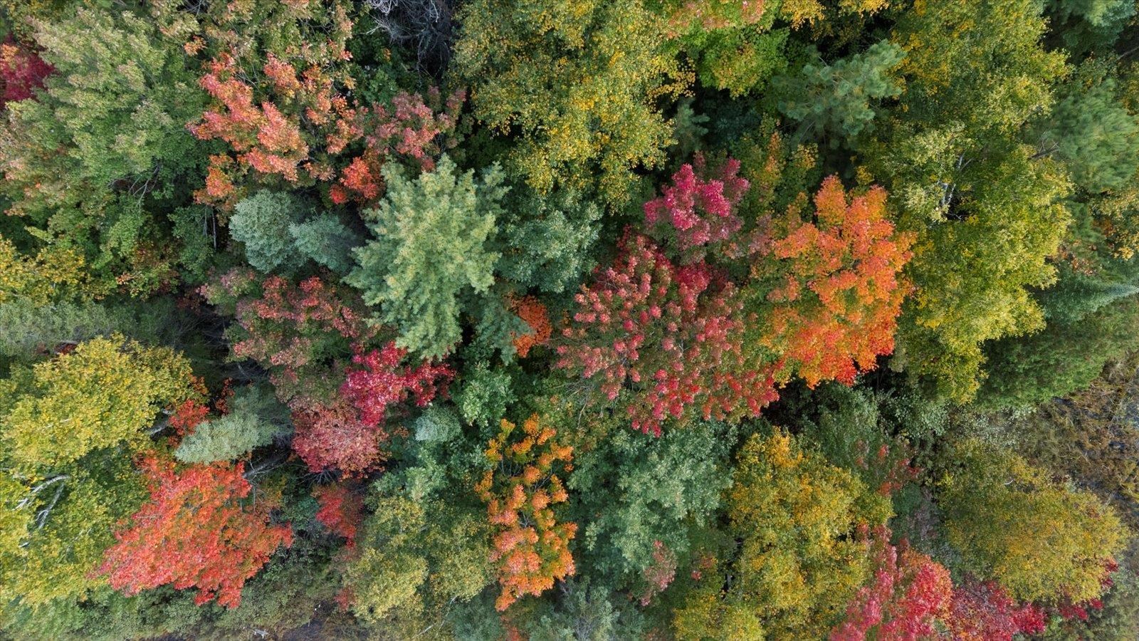 2375 Viste Point Road Ely, MN 55731 - Photo 75 of 83 Aerial view of fall leaves