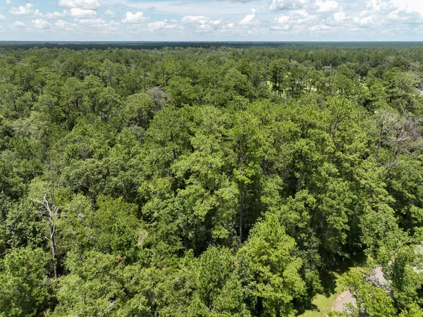 a view of a forest with a tree