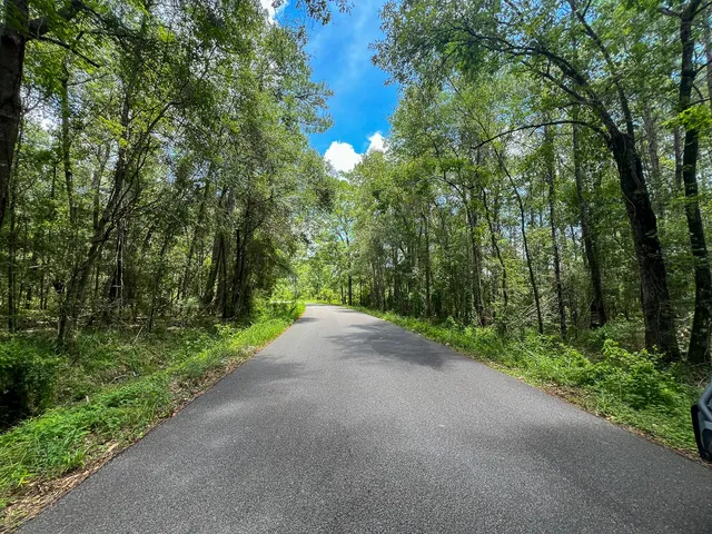 a view of a lush green forest