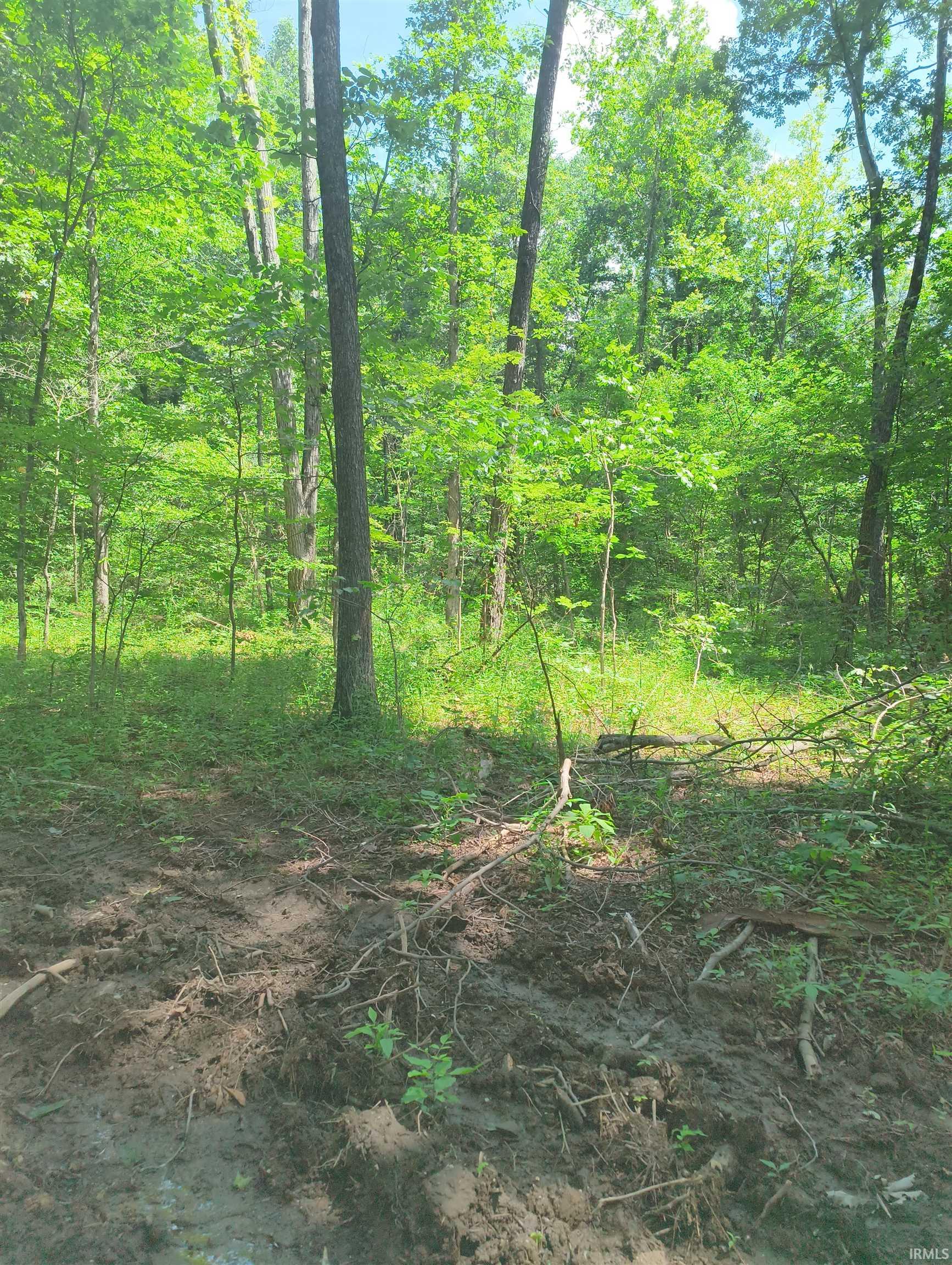 2500 South Coalmine Road Bloomfield, IN 47424 - Photo 4 of 12