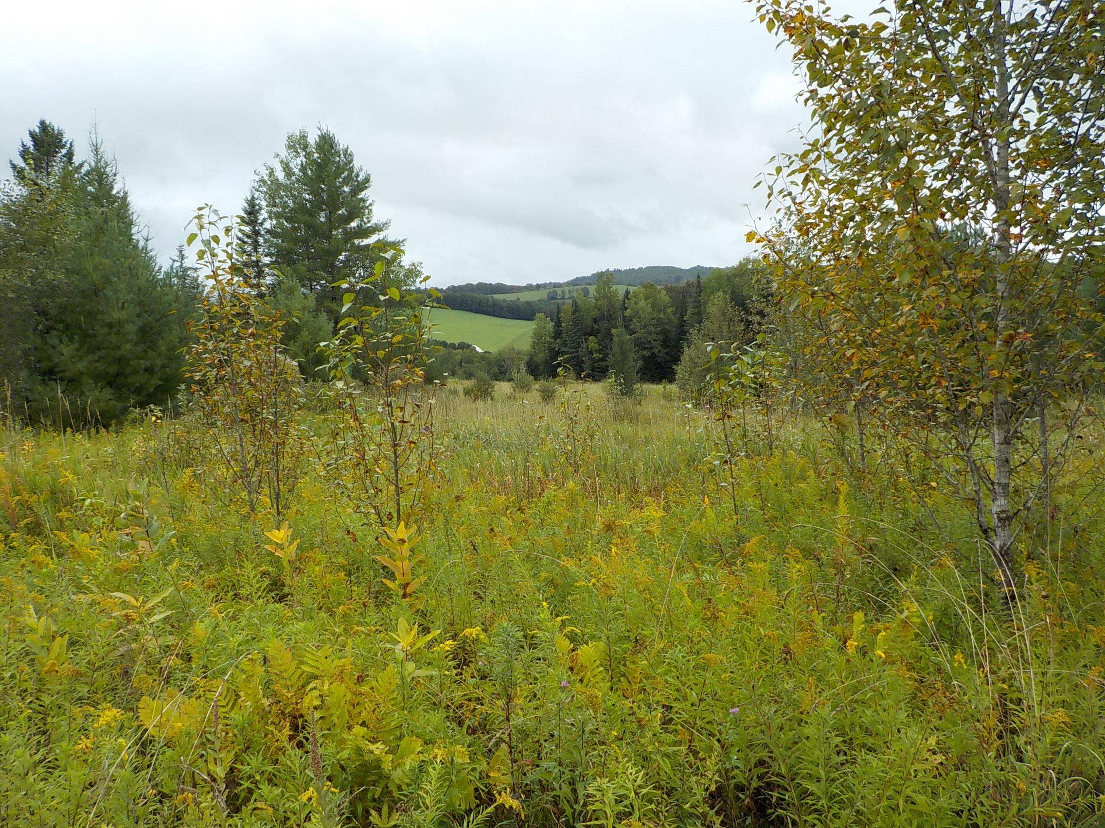 0 Jamieson Road Danville, VT 05828 - Photo 8 of 17 Gallery Image 8