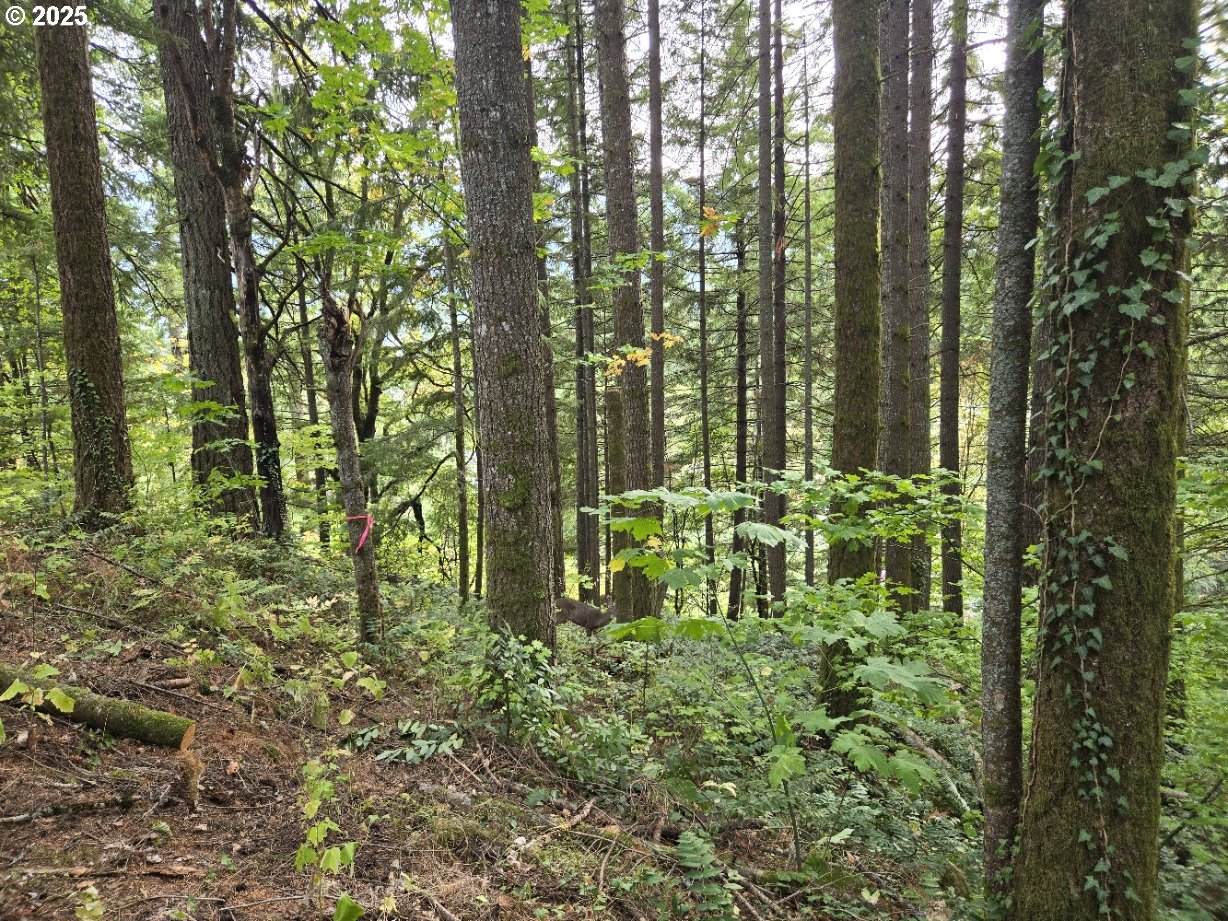 1225 Ryan-Allen Road Stevenson, WA 98648 - Photo 11 of 14