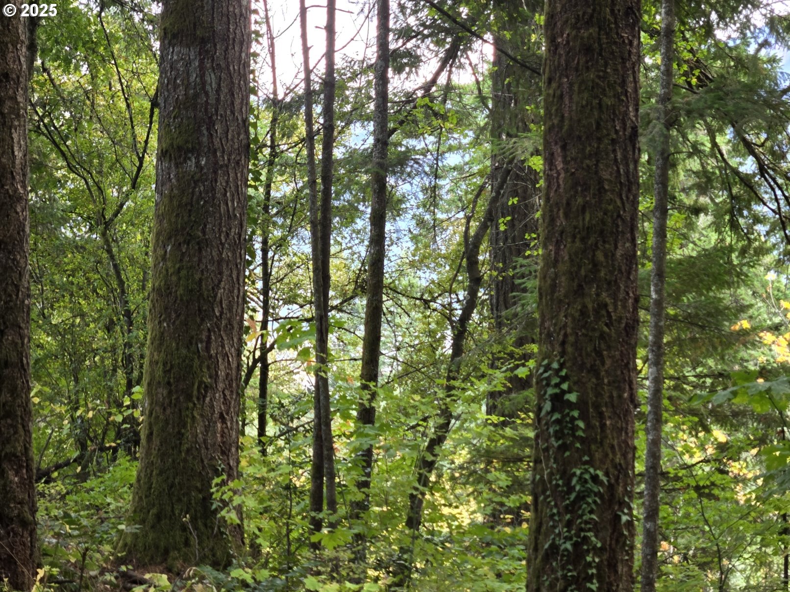 1225 Ryan-Allen Road Stevenson, WA 98648 - Photo 12 of 14