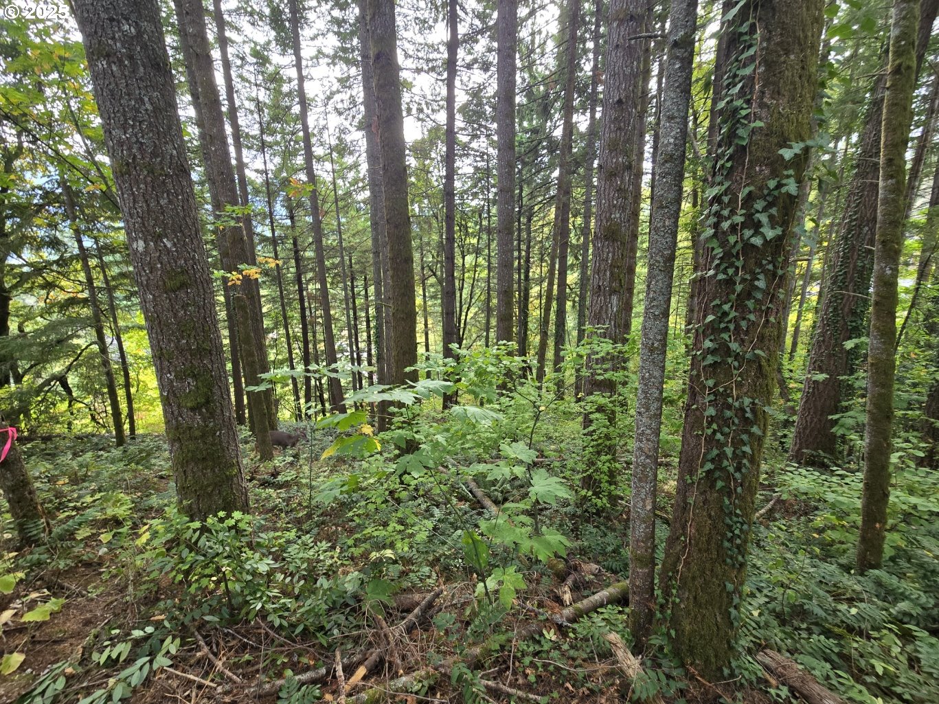 1225 Ryan-Allen Road Stevenson, WA 98648 - Photo 13 of 14