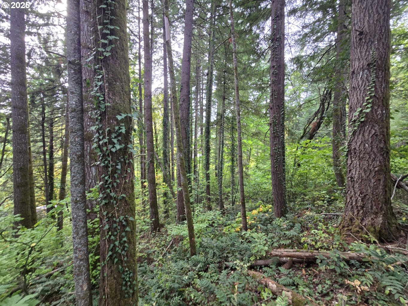 1225 Ryan-Allen Road Stevenson, WA 98648 - Photo 14 of 14