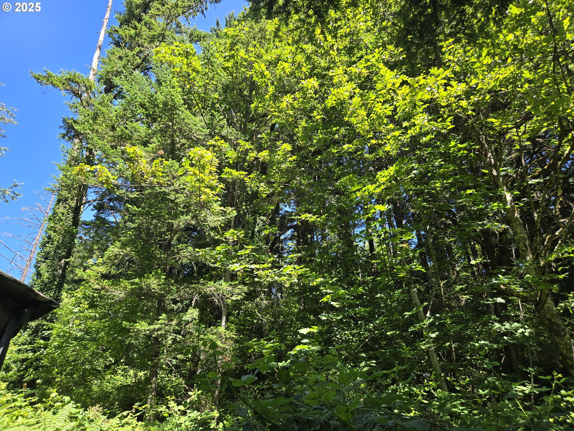 1225 Ryan-Allen Road Stevenson, WA 98648 - Photo 3 of 14