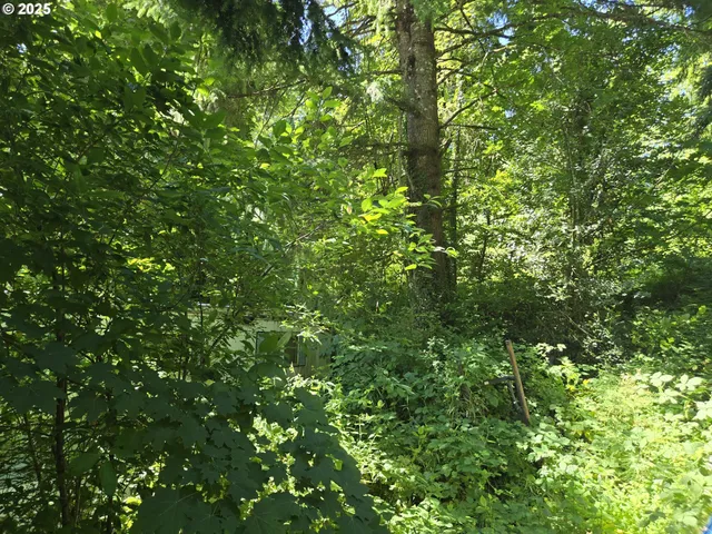 a view of a lush green forest