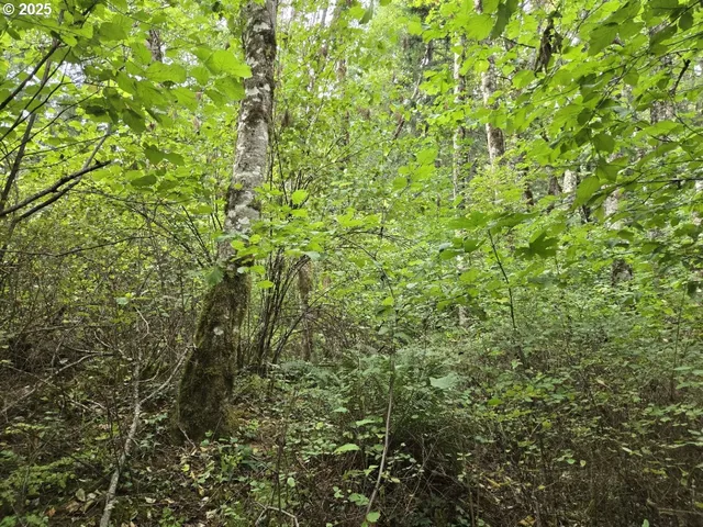 a view of a lush green forest