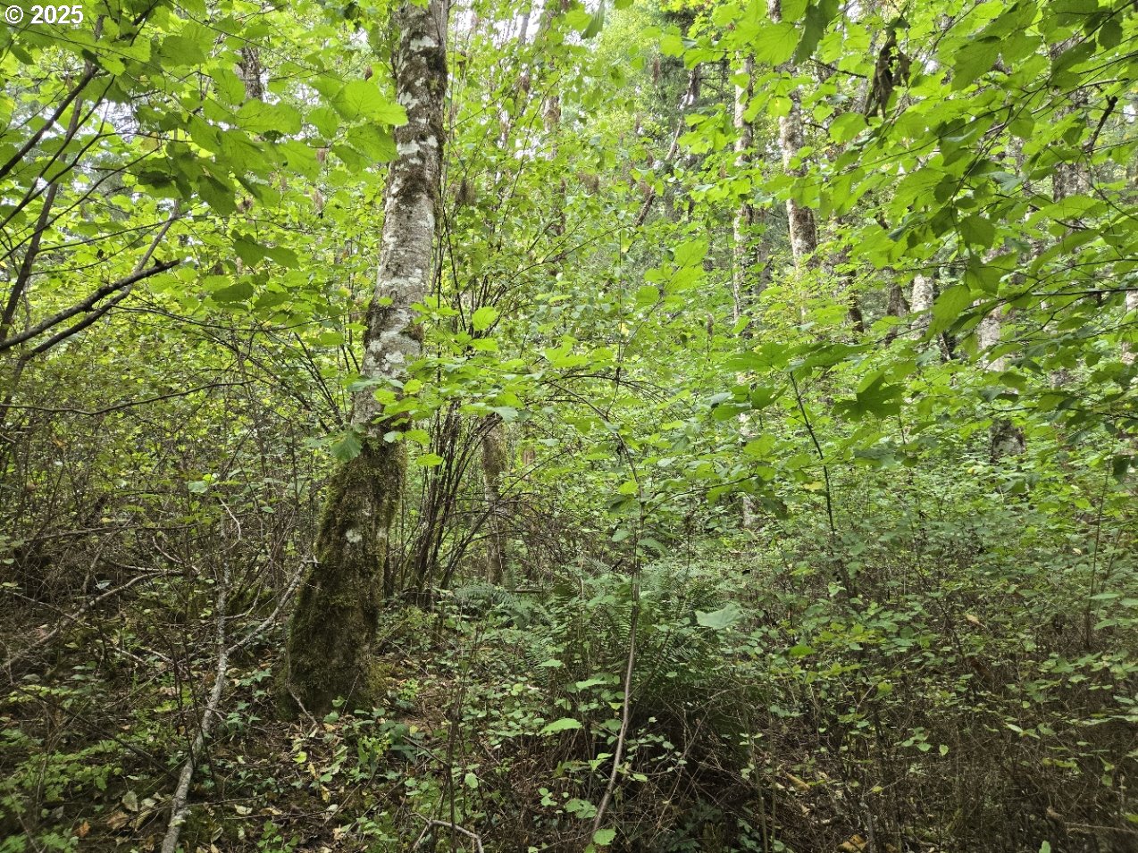 1225 Ryan-Allen Road Stevenson, WA 98648 - Photo 5 of 14