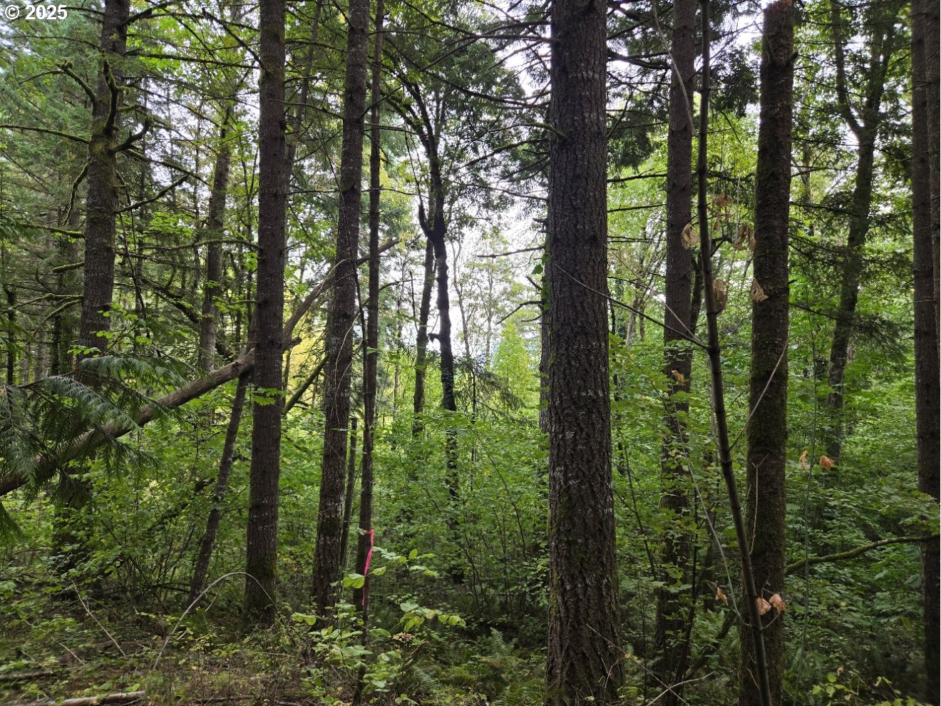 1225 Ryan-Allen Road Stevenson, WA 98648 - Photo 6 of 14