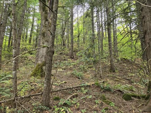 a view of a forest that has a tree
