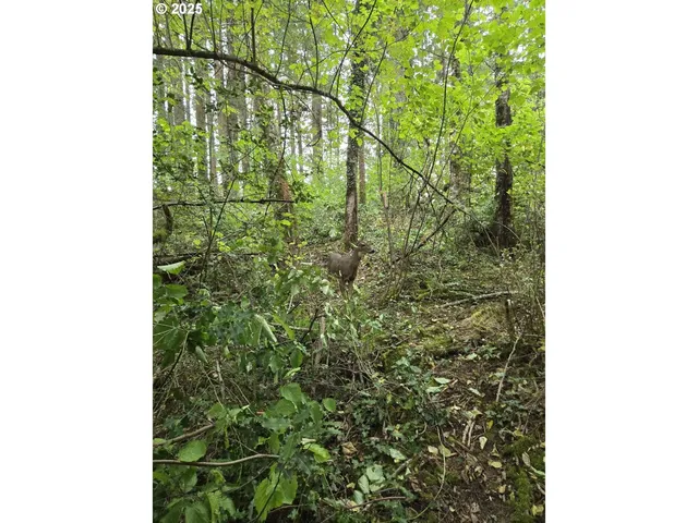 a close up of a plant in a garden