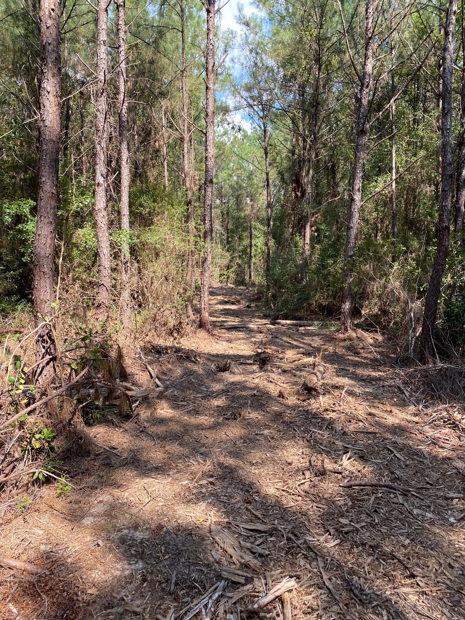 19853 Ghost Road Saratoga, TX 77585 - Photo 5 of 6 Gallery Image 5