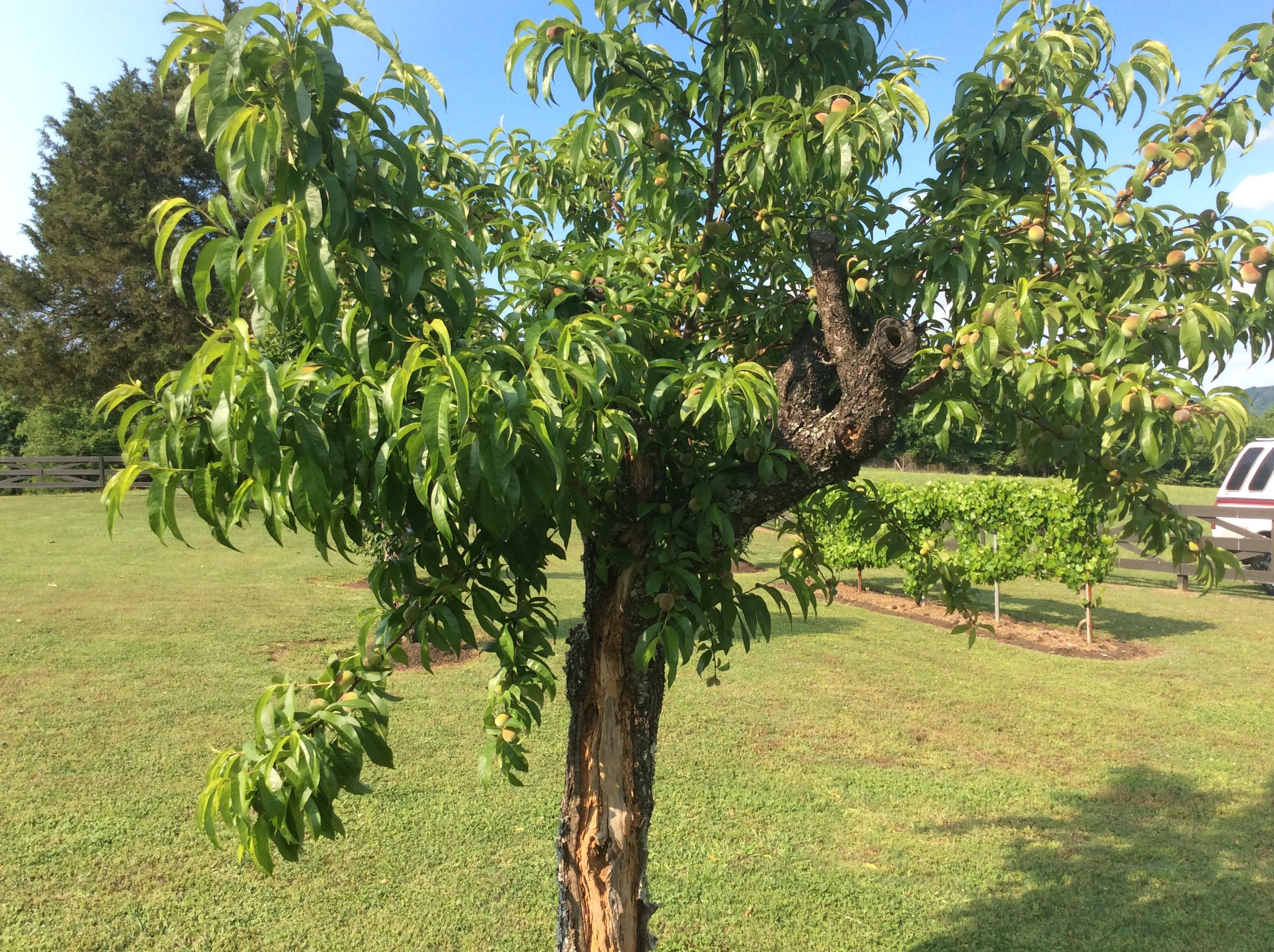 356 Scott Street Charleston, TN 37310 - Photo 34 of 43 Peach Tree