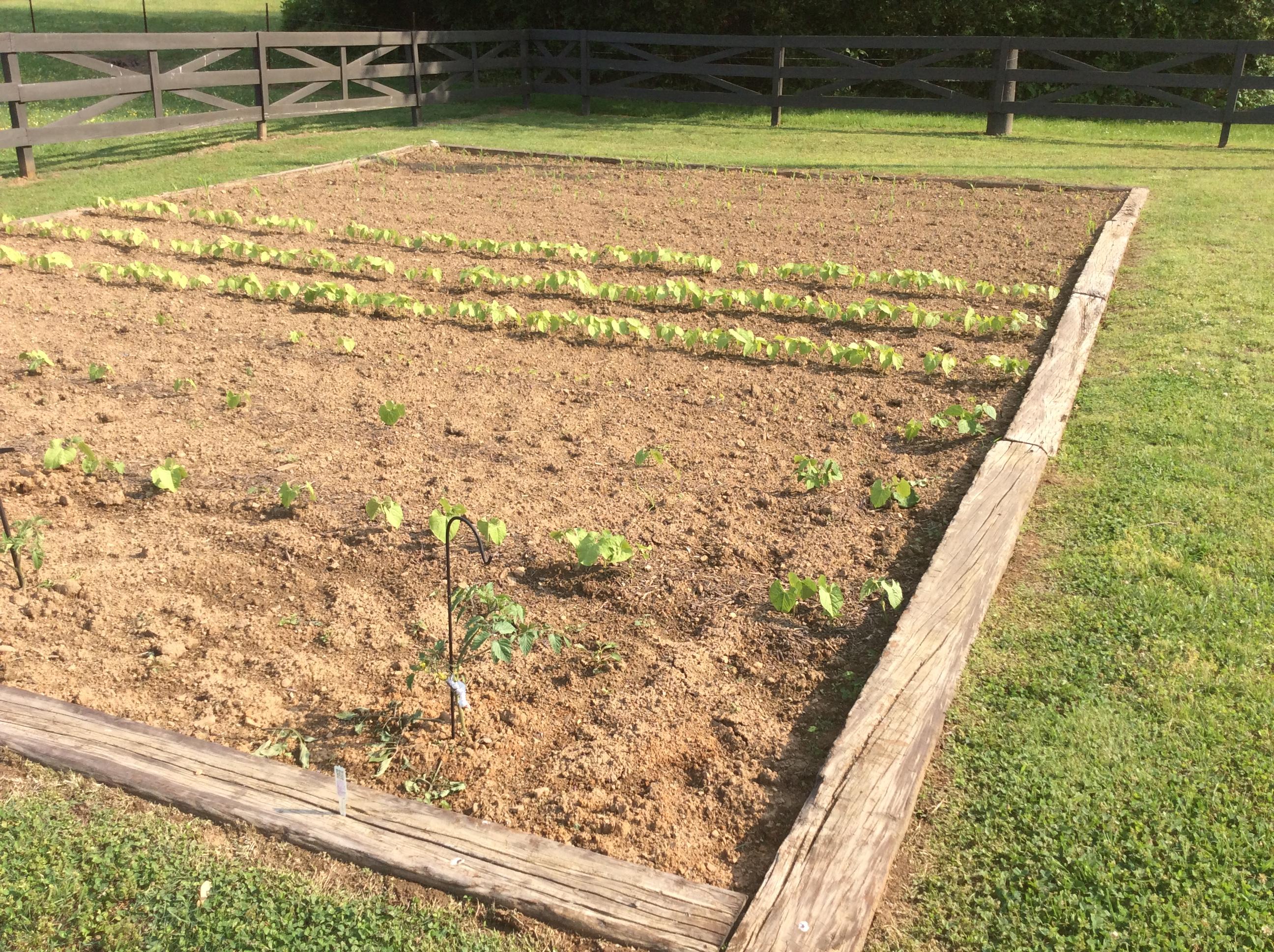 356 Scott Street Charleston, TN 37310 - Photo 40 of 43 Vegetable Garden