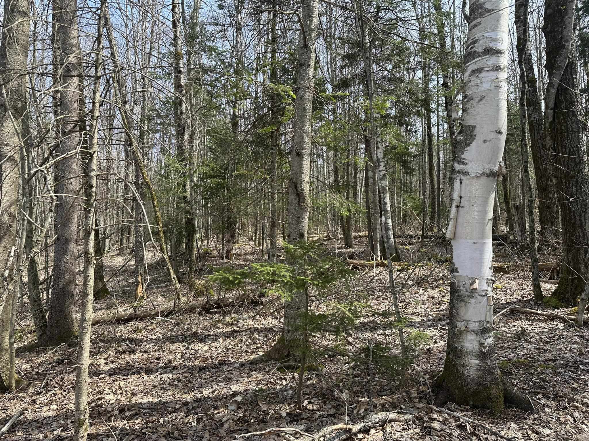 0 West Woodbury Road, Unit 112 Hardwick, VT 05843 - Photo 6 of 12