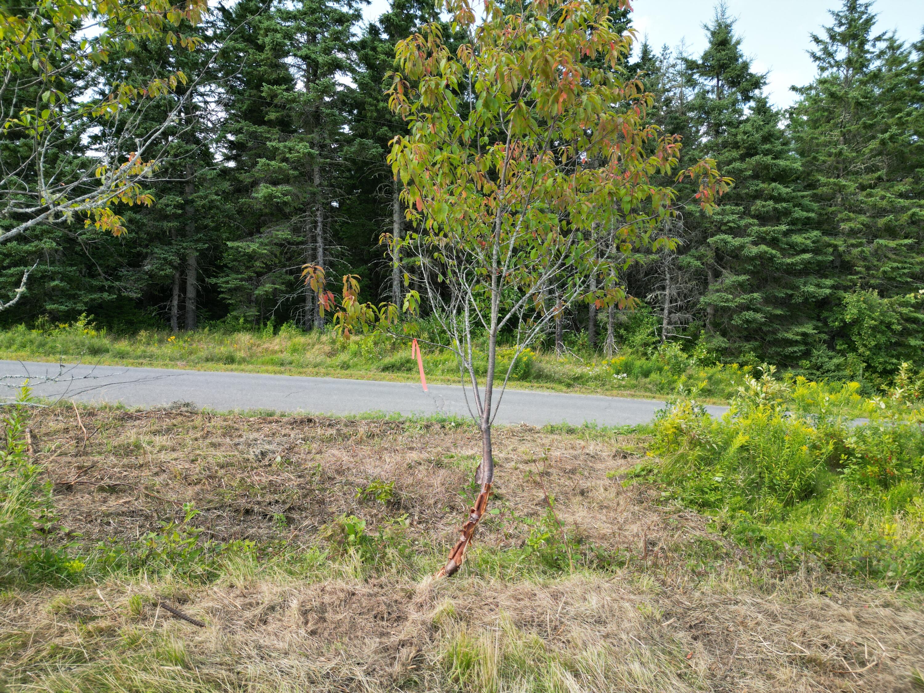 Lot 7 Happy Corner Road Patten, ME 04765 - Photo 21 of 23 DJI_0959