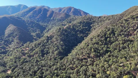 a large tree in the middle of a field