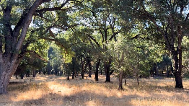 a view of a yard with a tree