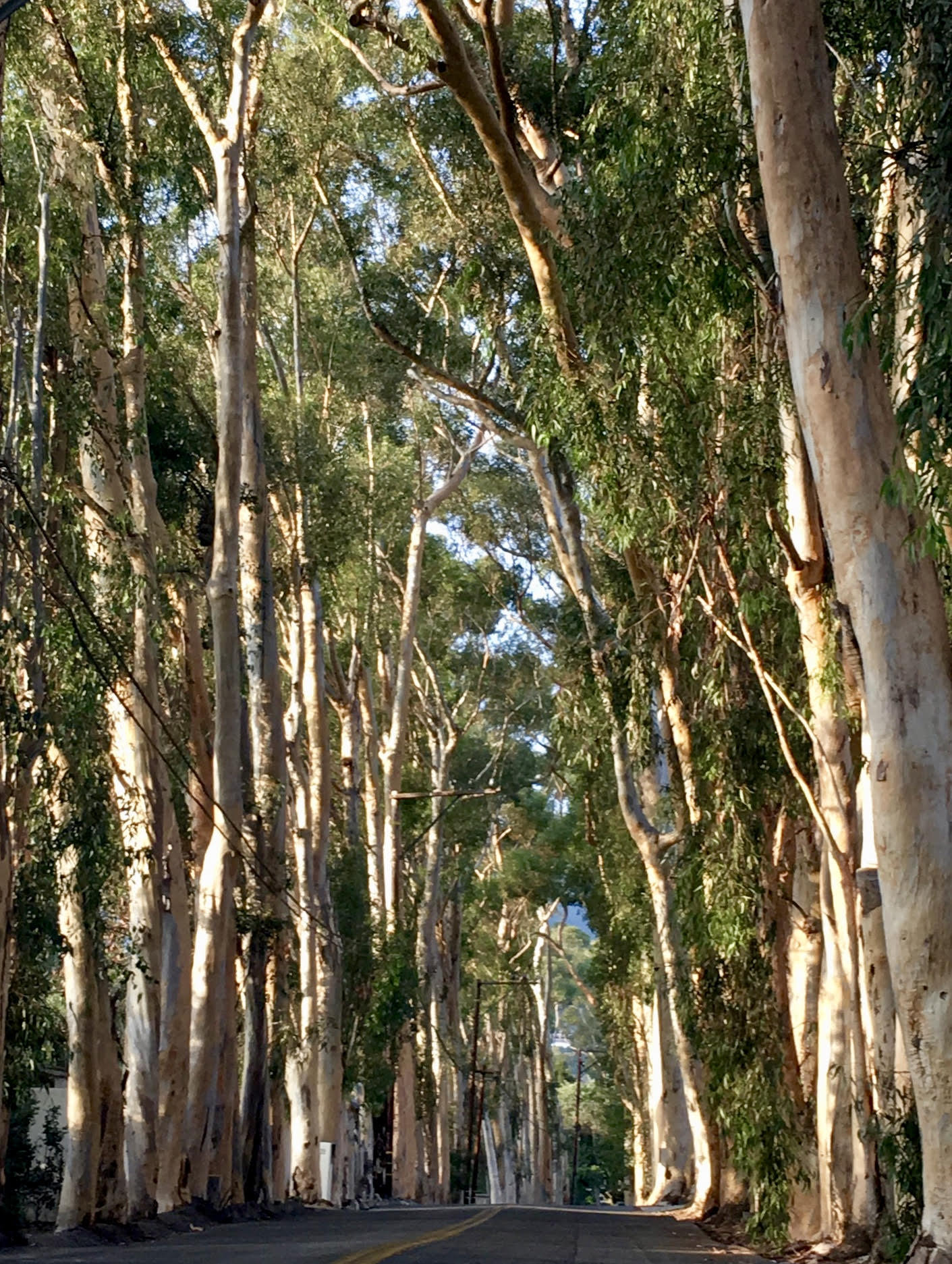 652 Park Lane Montecito, CA 93108 - Photo 36 of 37 Iconic Lane-652 Park Lane