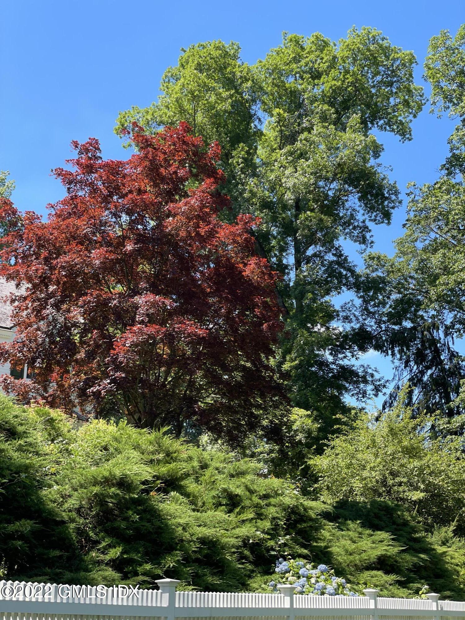 144 Pecksland Road Greenwich, CT 06831 - Photo 42 of 49 a view of a large tree