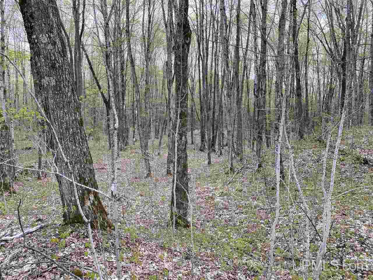 On On Chaney Cove Road, Unit LOT 1 Bessemer, MI 49911 - Photo 13 of 28
