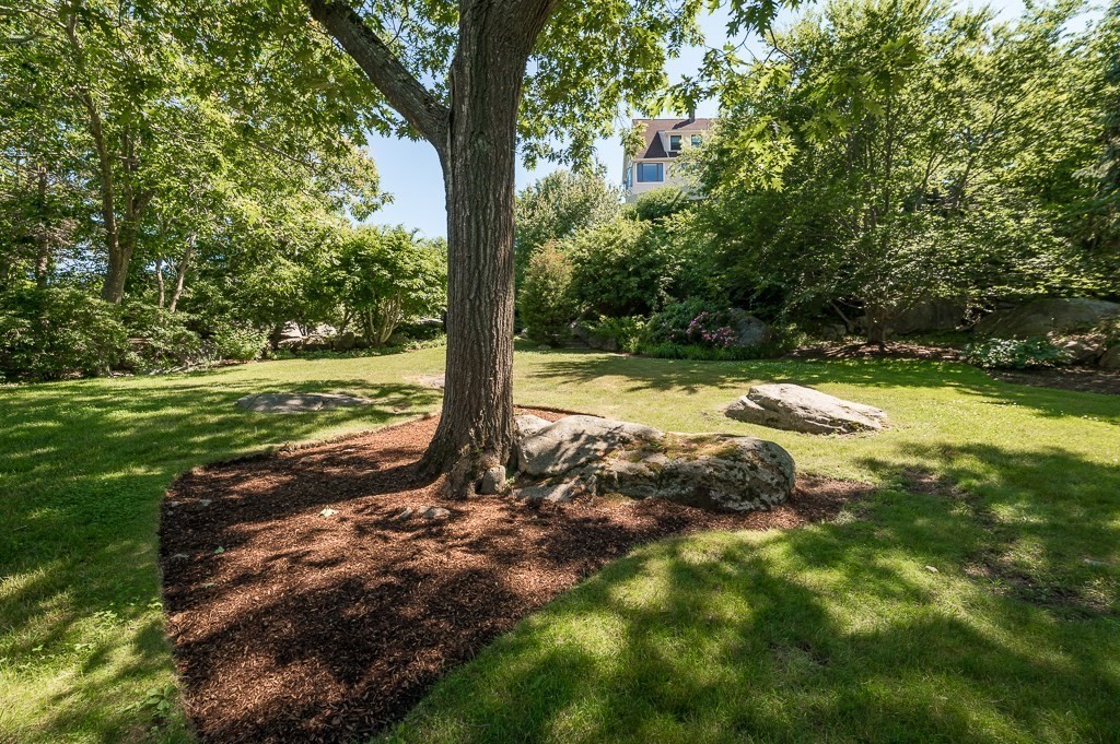 15 Cliff Road Gloucester, MA 01930 - Photo 35 of 42 a view of a tree in a yard