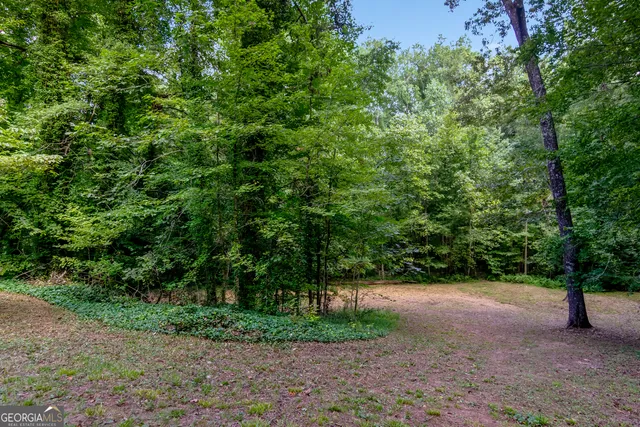 a view of a forest with trees in the background
