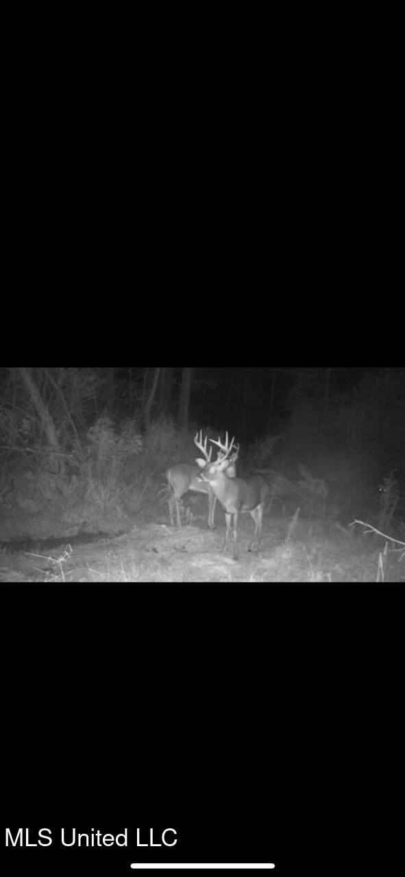 1033 Spike Lane Summit, MS 39666 - Photo 25 of 26 IMG_5075