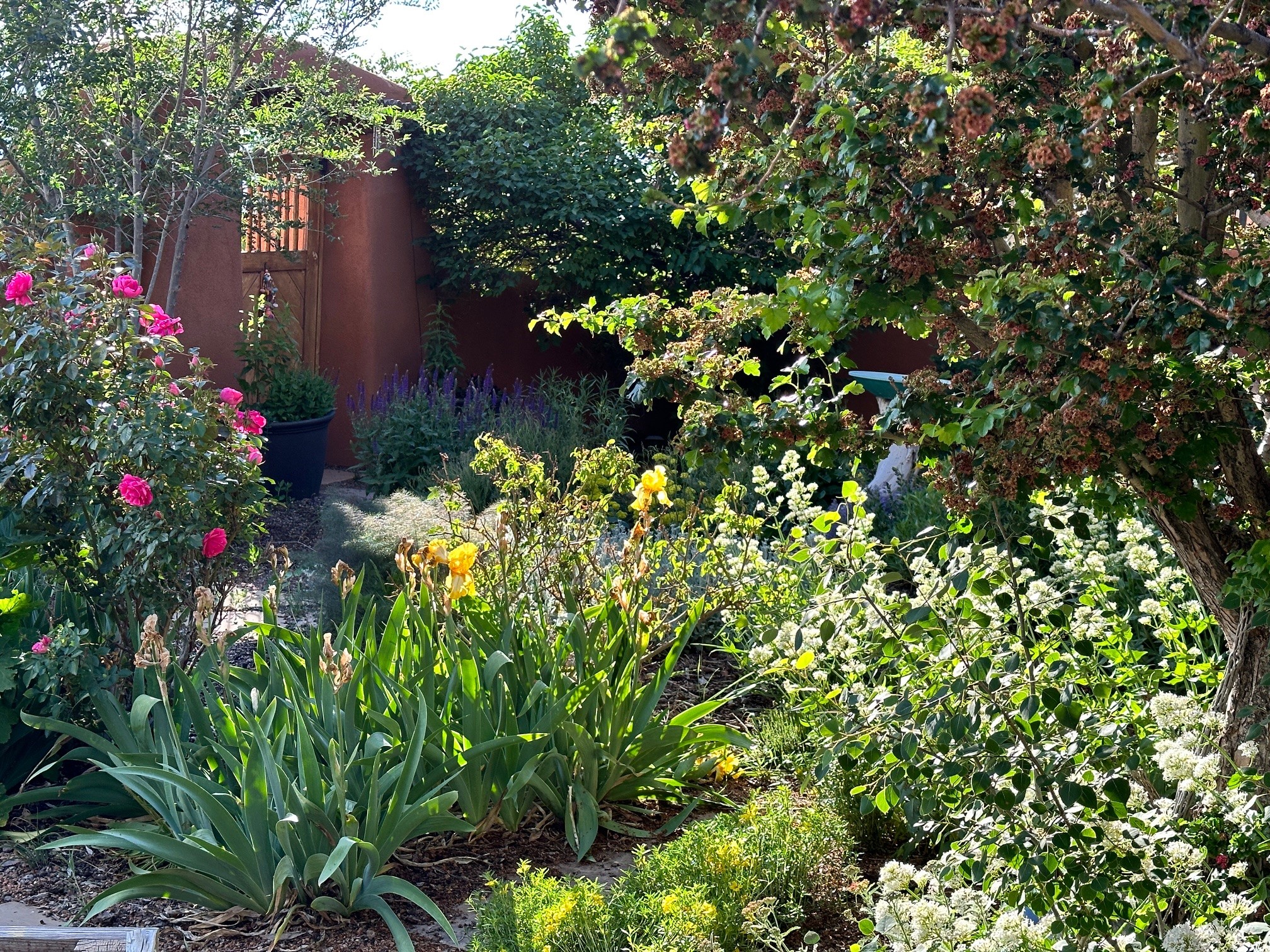 Courtyard in Summer