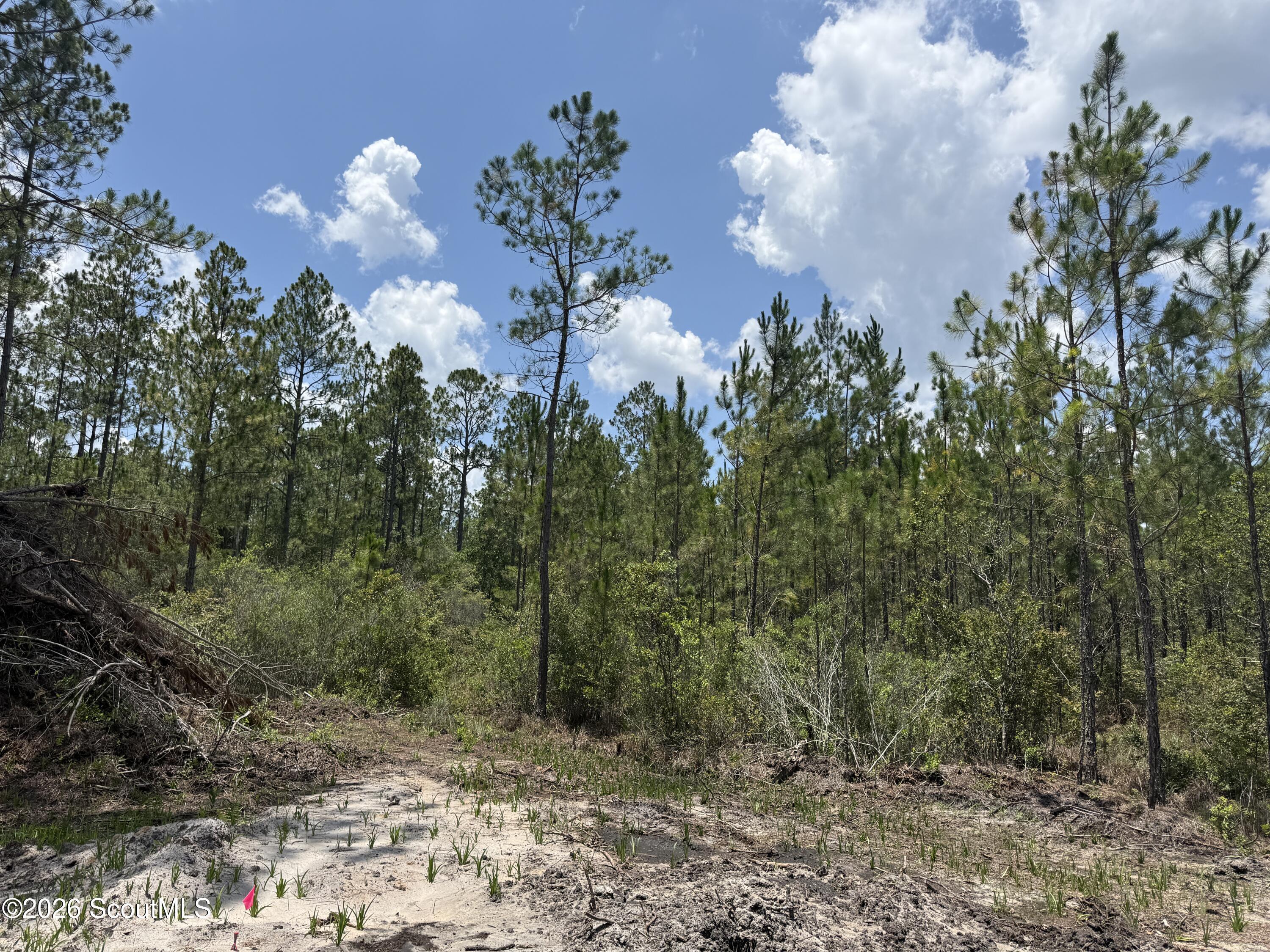 Lot 7 Corbitt Road, Unit LOT 7 Manor, GA 31550 - Photo 2 of 8 IMG_8039