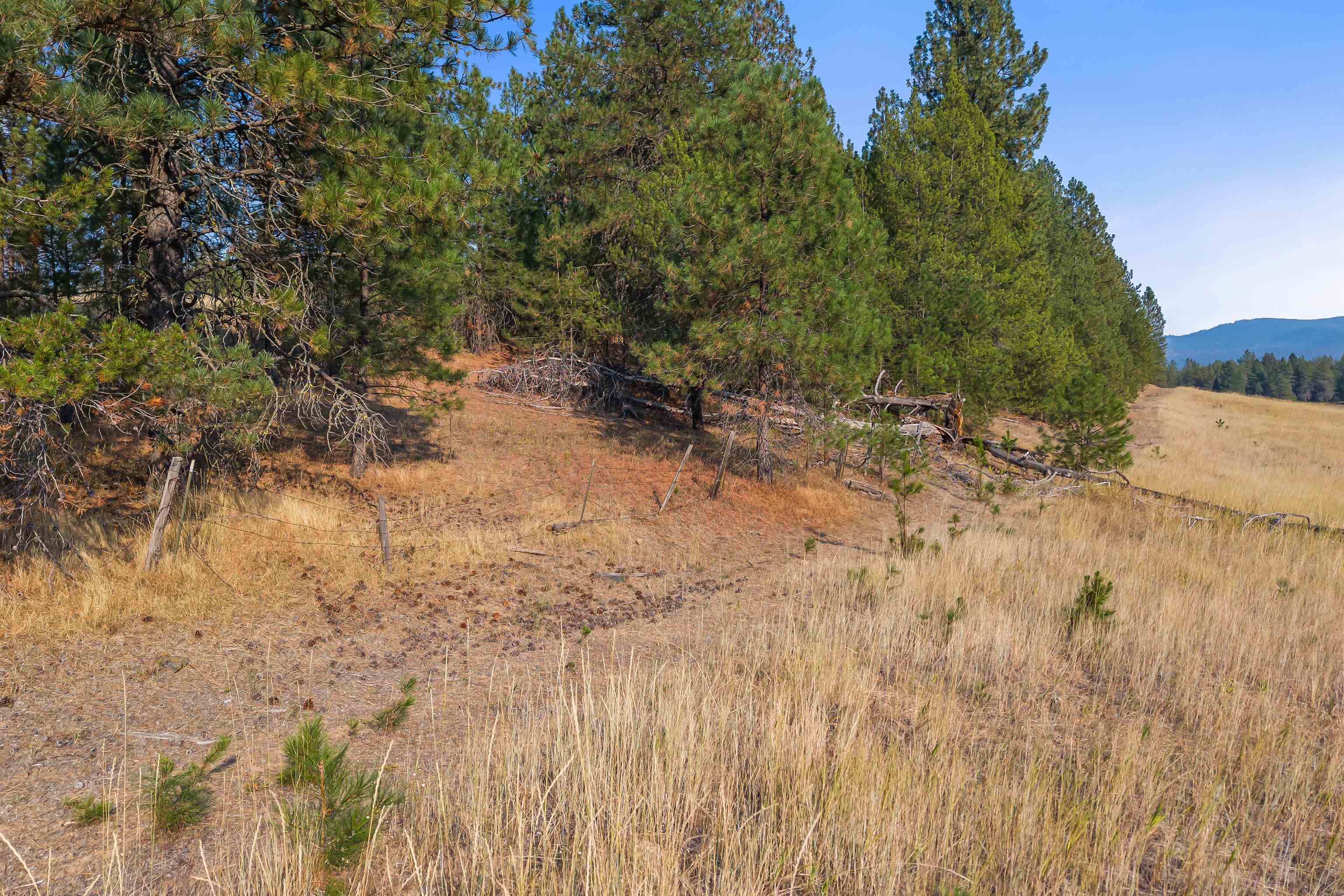 42-xx Lyons Hill Road Springdale, WA 99173 - Photo 21 of 24