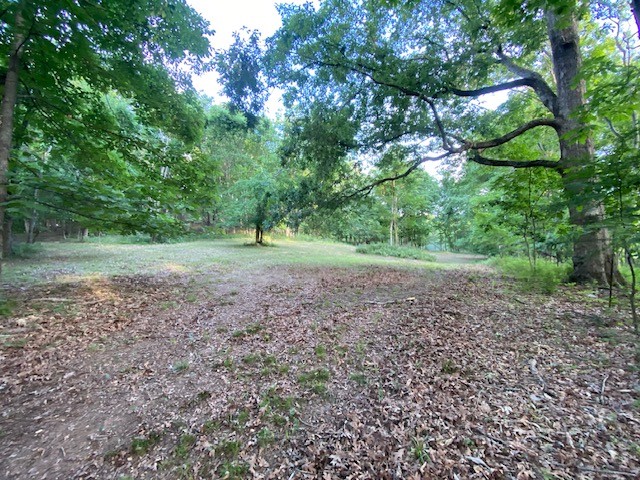 a view of a big yard with plants and large trees