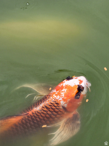 592 West 650 South Springville, UT 84663 - Photo 24 of 33 Koi fish