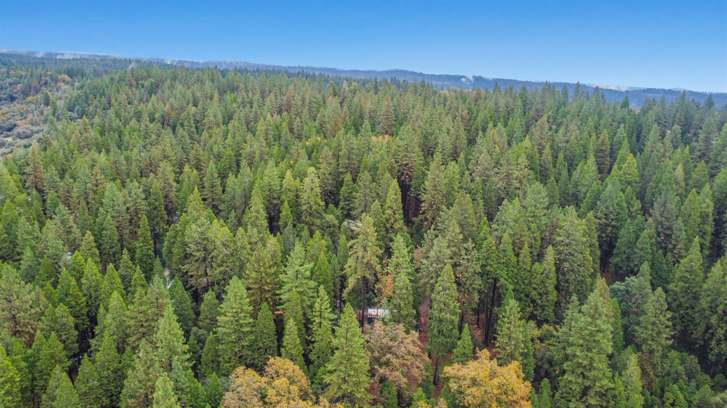 19159 Allan Road Volcano, CA 95689 - Photo 22 of 27 a view of a lush green forest with a street