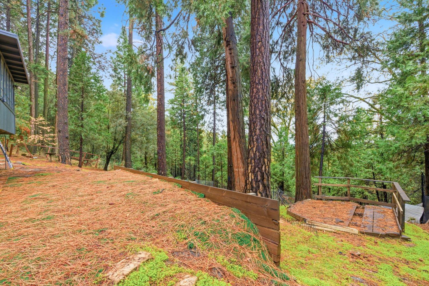 19159 Allan Road Volcano, CA 95689 - Photo 24 of 27 a view of a backyard with large trees