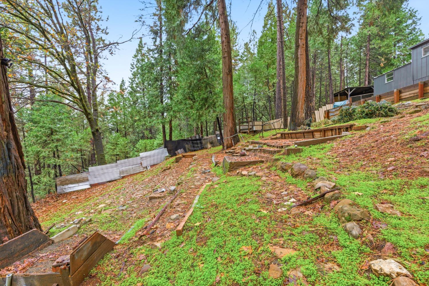 19159 Allan Road Volcano, CA 95689 - Photo 26 of 27 a view of a backyard with trees