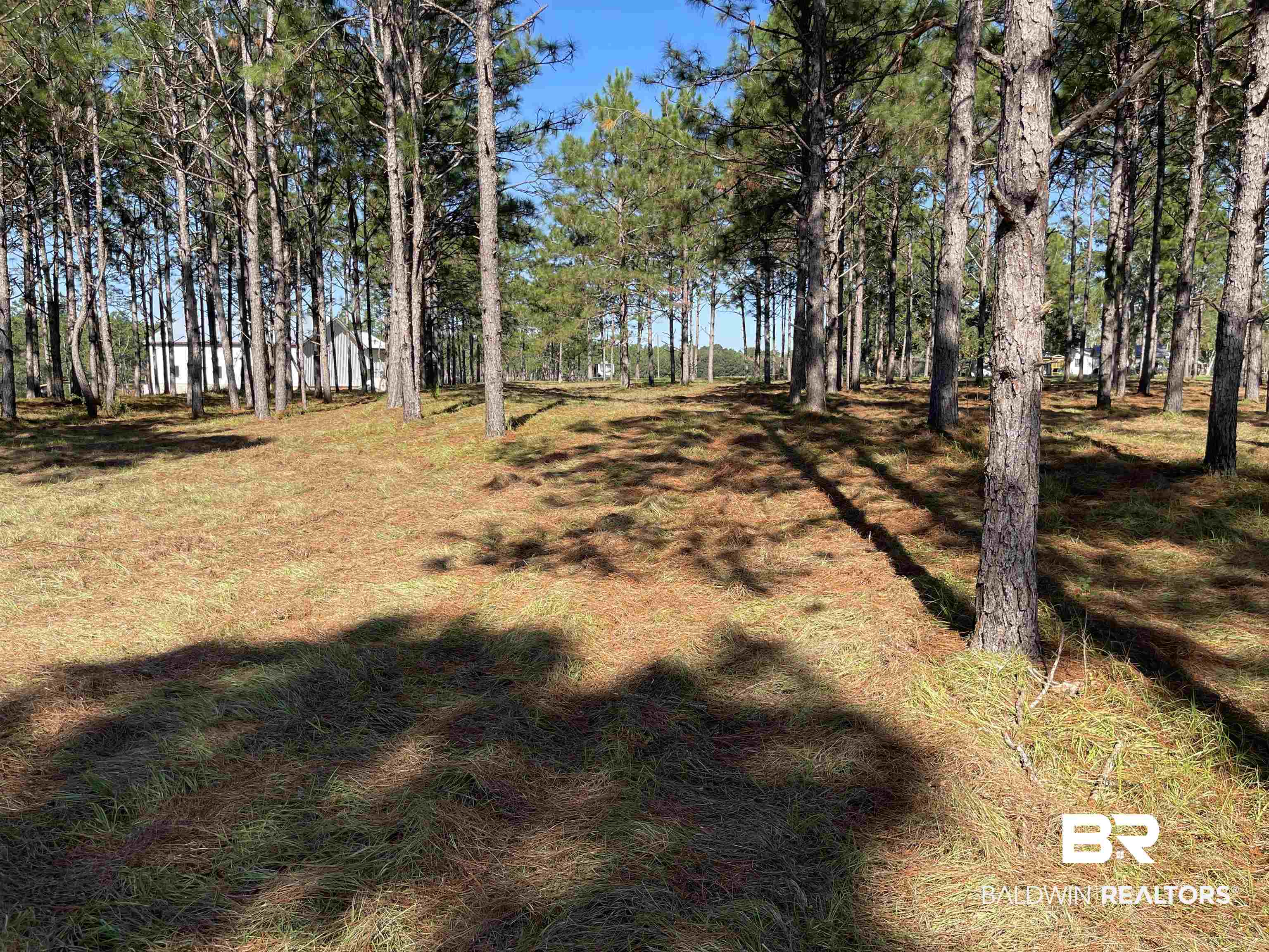 0 Fackler Road Loxley, AL 36551 - Photo 10 of 11 View of yard