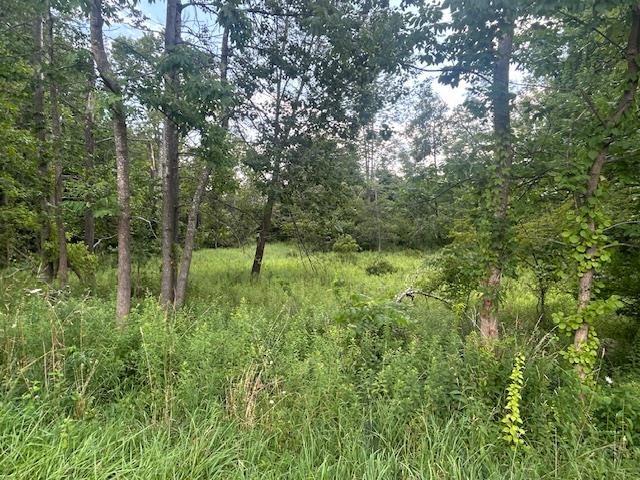 Cragsmoor Road Pine Bush, NY 12566 - Photo 1 of 15 a view of a lush green forest