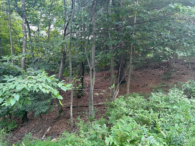 Cragsmoor Road Pine Bush, NY 12566 - Photo 6 of 15 a view of a forest with lots of trees